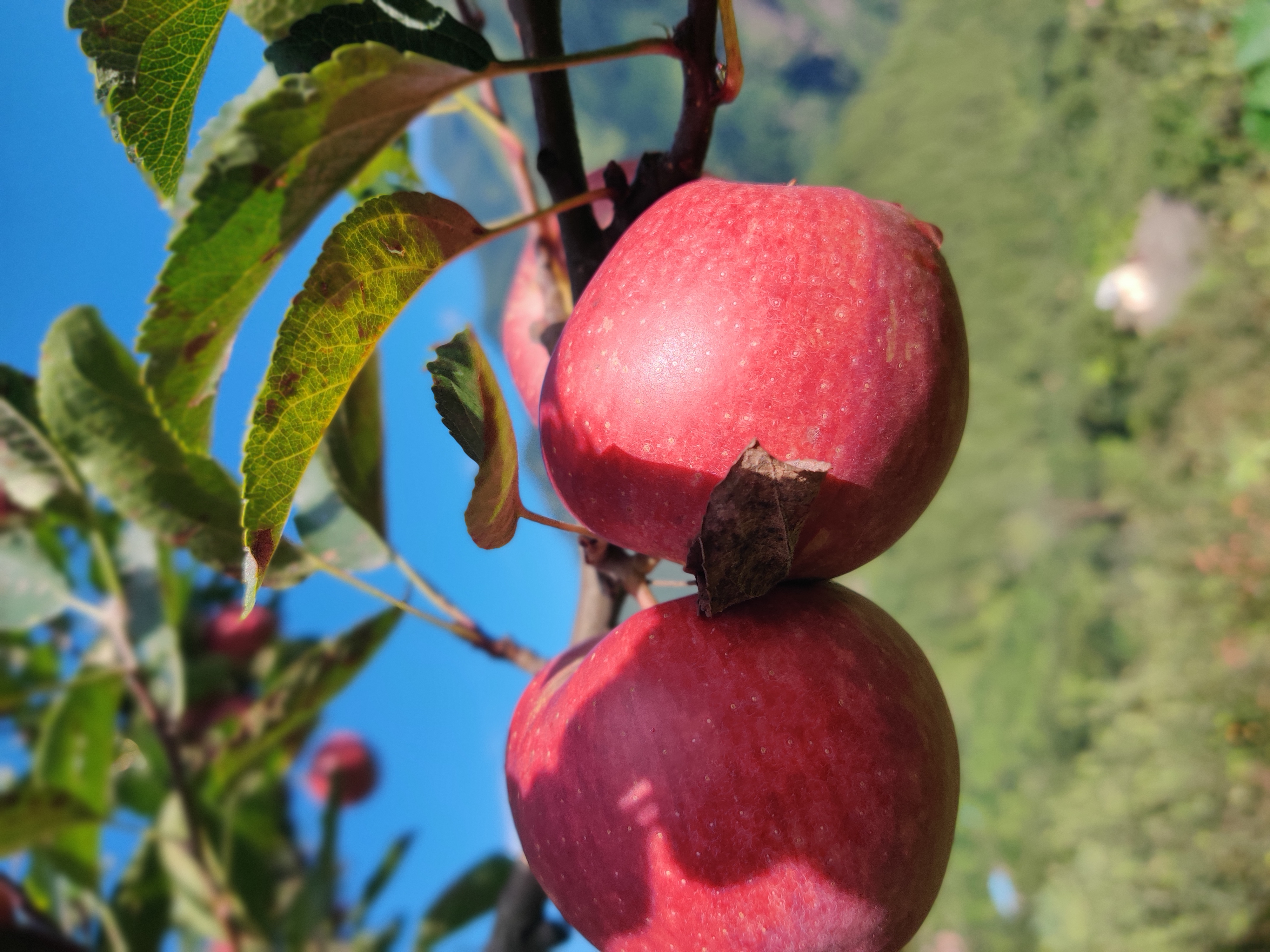Apple orchard in Tons Valley